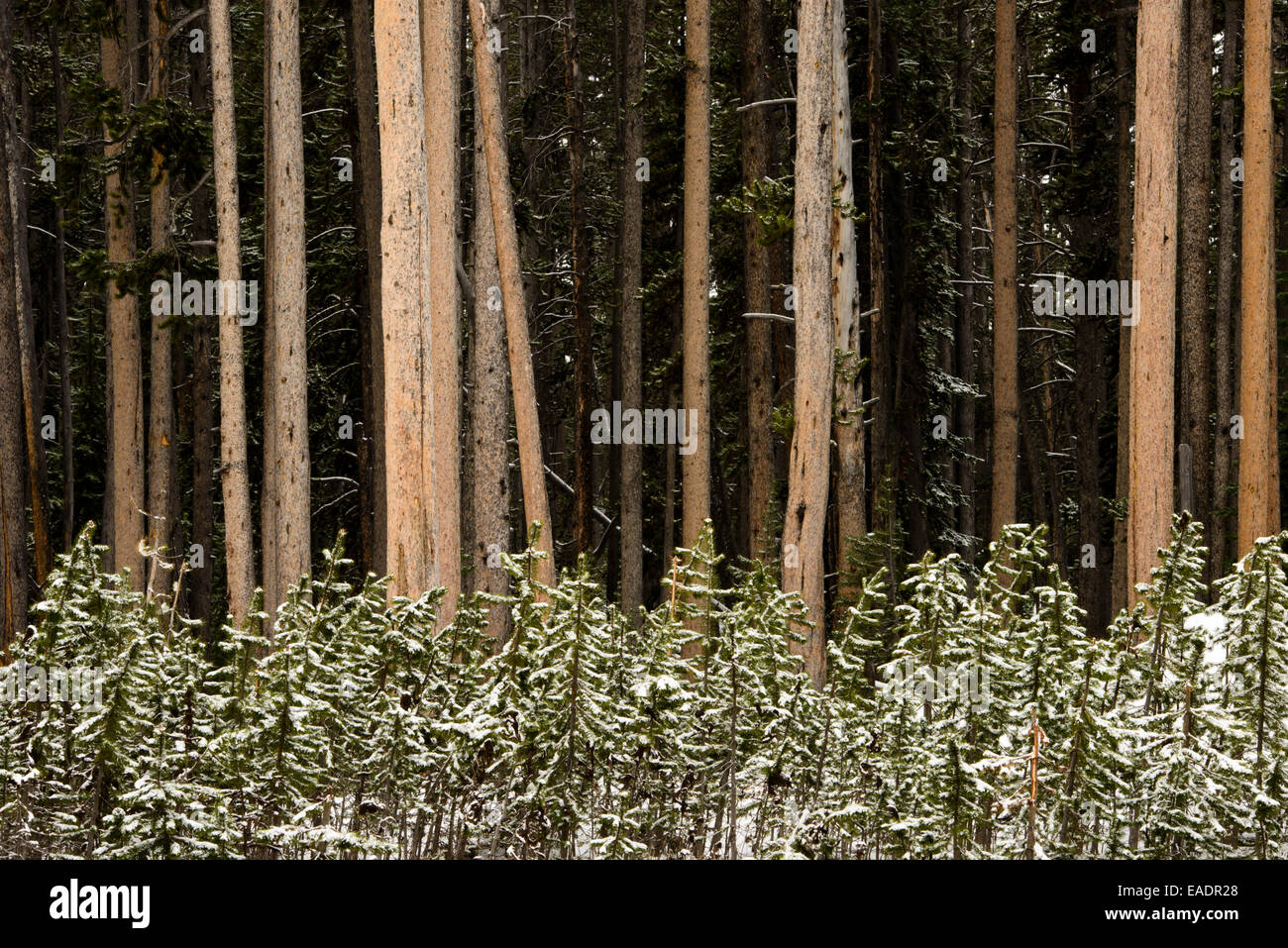 Ein Stand von tief verschneiten Nadelwald im Yellowstone National Park nach Juni Schneefall. Stockfoto