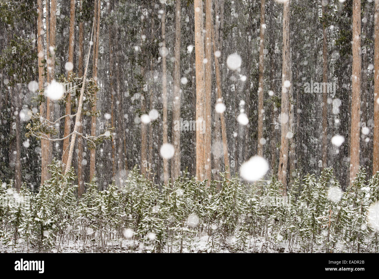 Starker Schneefall an einem Stand von Nadelwald im Yellowstone National Park nach Juni Schneefall. Stockfoto