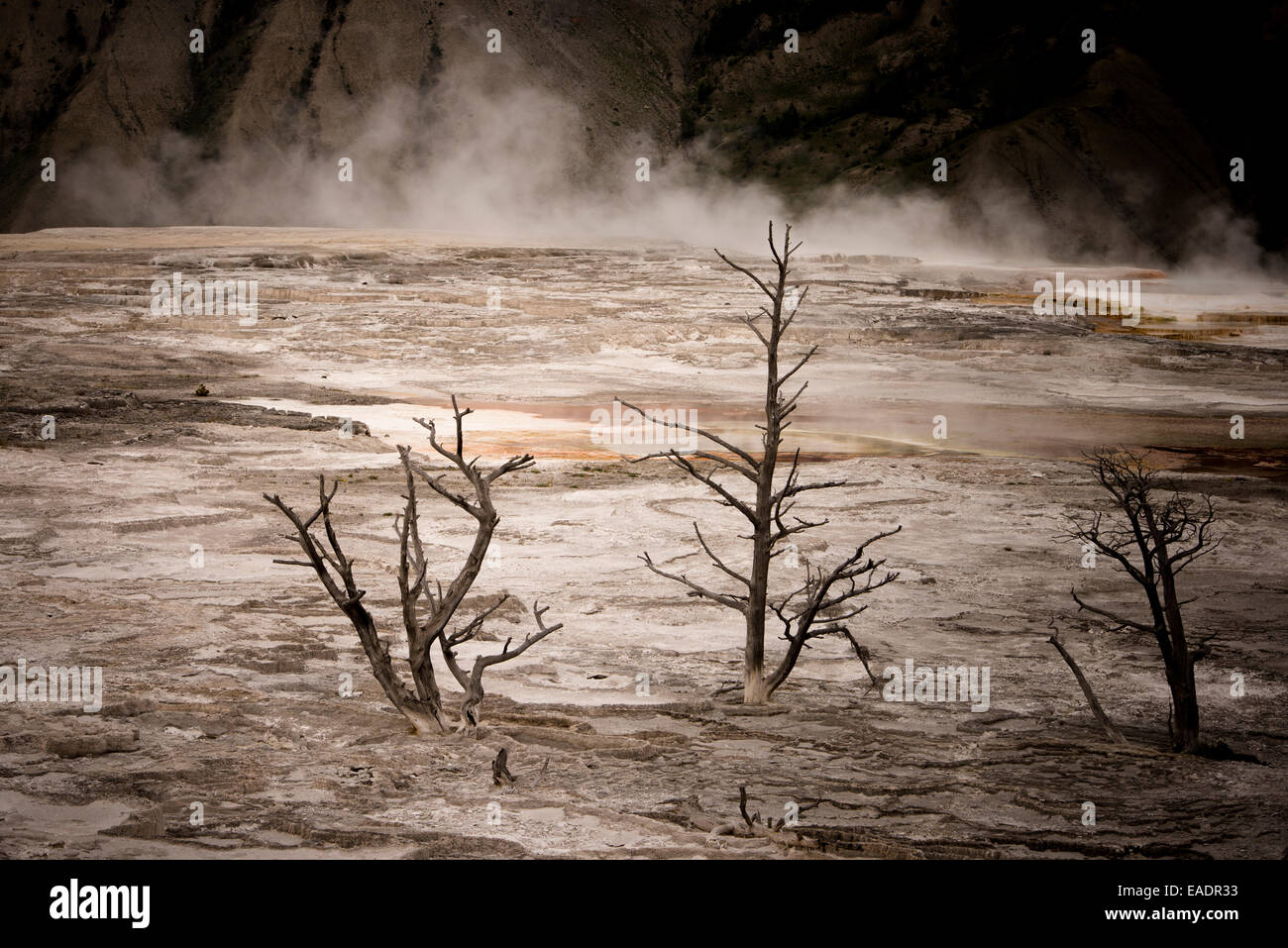 Reste der Bäume stehen eingehüllt in den Terrassen von Mammoth Hot Springs, Yellowstone-Nationalpark. Stockfoto