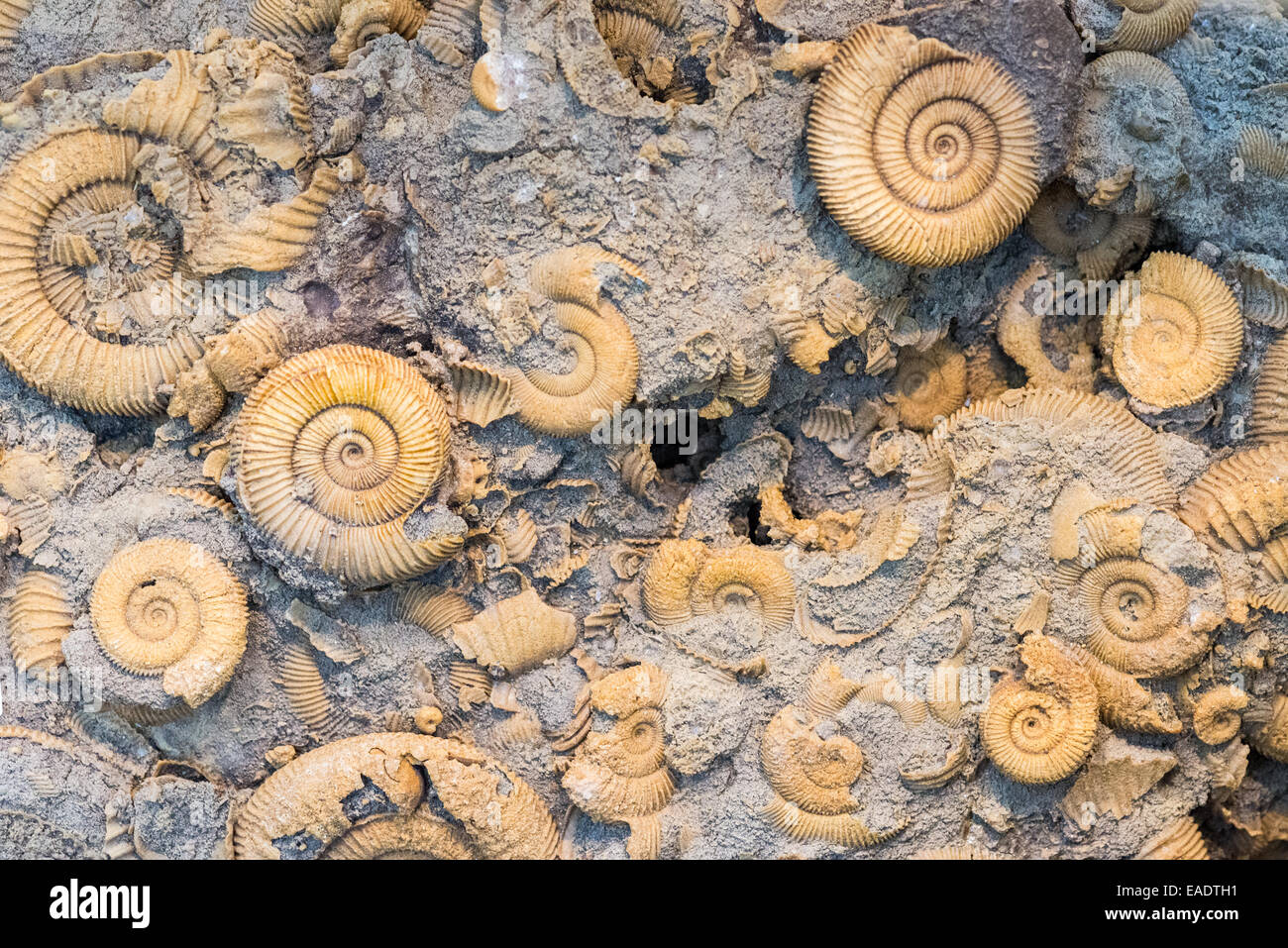 Fossile Ammoniten in Kalkstein. Stockfoto