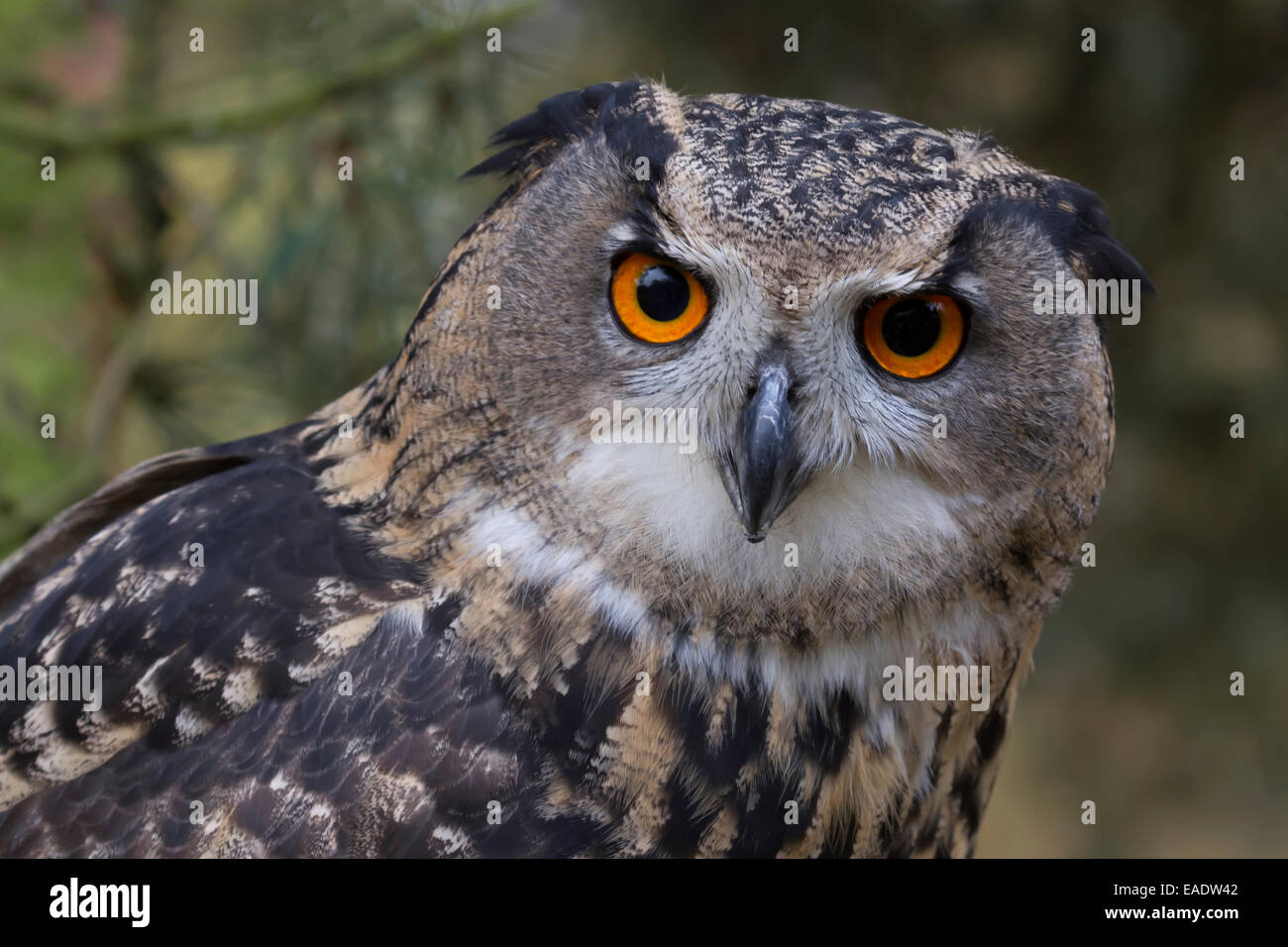Eurasische Adler-Eule halbe Profil zeigen Kopf und Augen Stockfoto