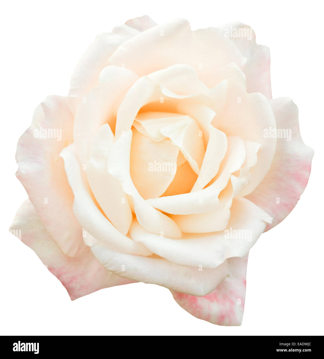weiß-rosa frische rose Blume Nahaufnahme isoliert auf weißem Hintergrund Stockfoto