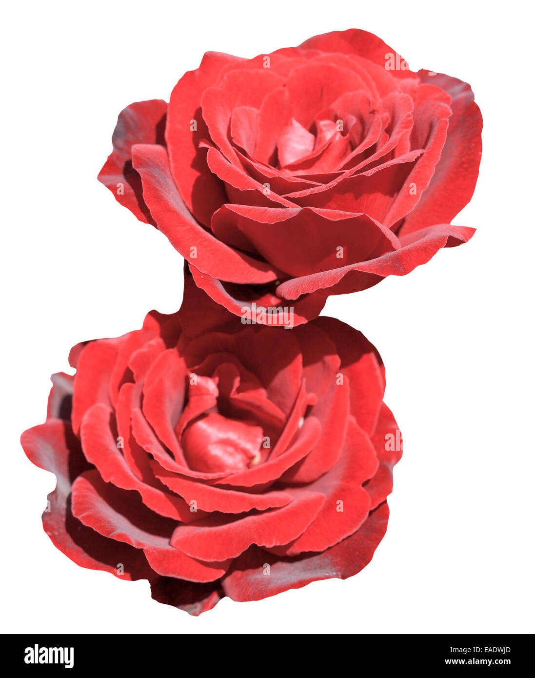 zwei frische Rosen hautnah isoliert auf weißem Hintergrund Stockfoto