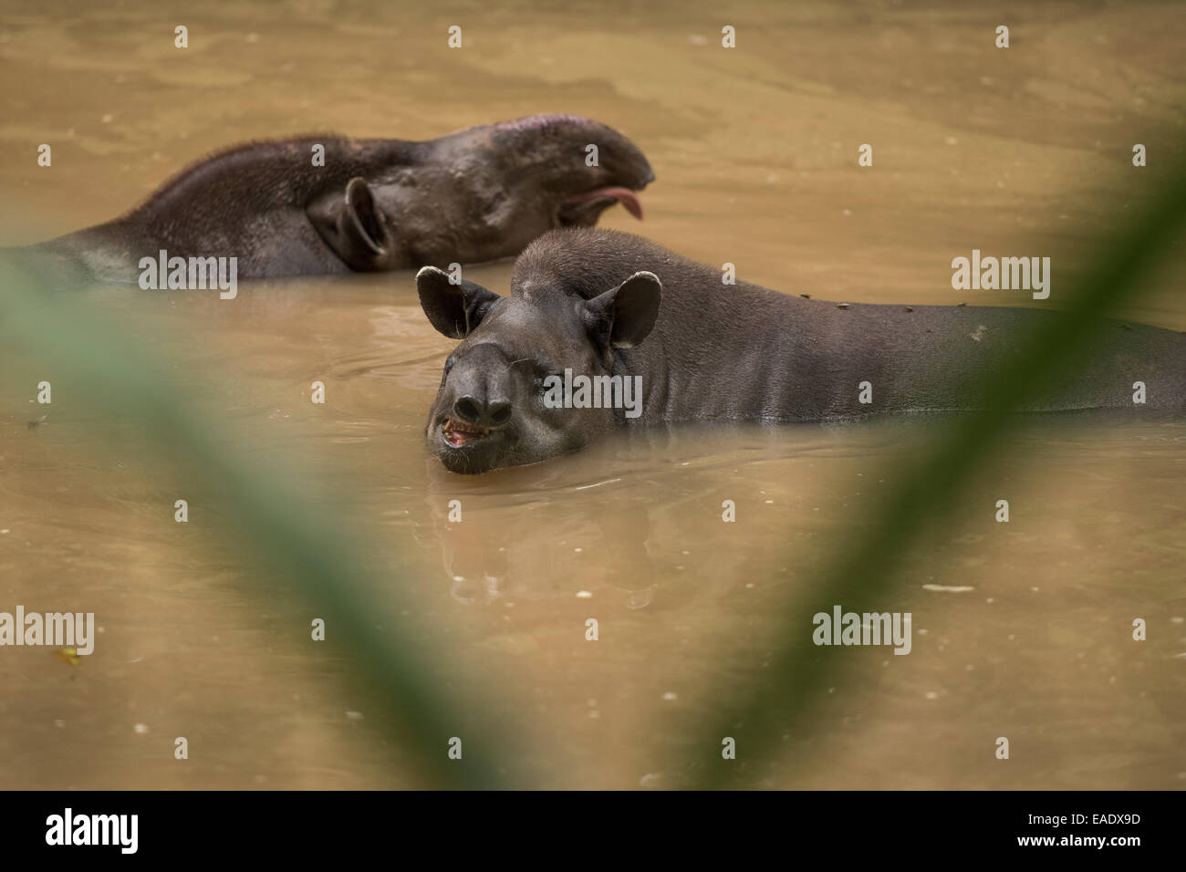 Flachland Tapir Tapirus Terrestris auch bekannt als der südamerikanischen Tapir, brasilianische Tapir Stockfoto