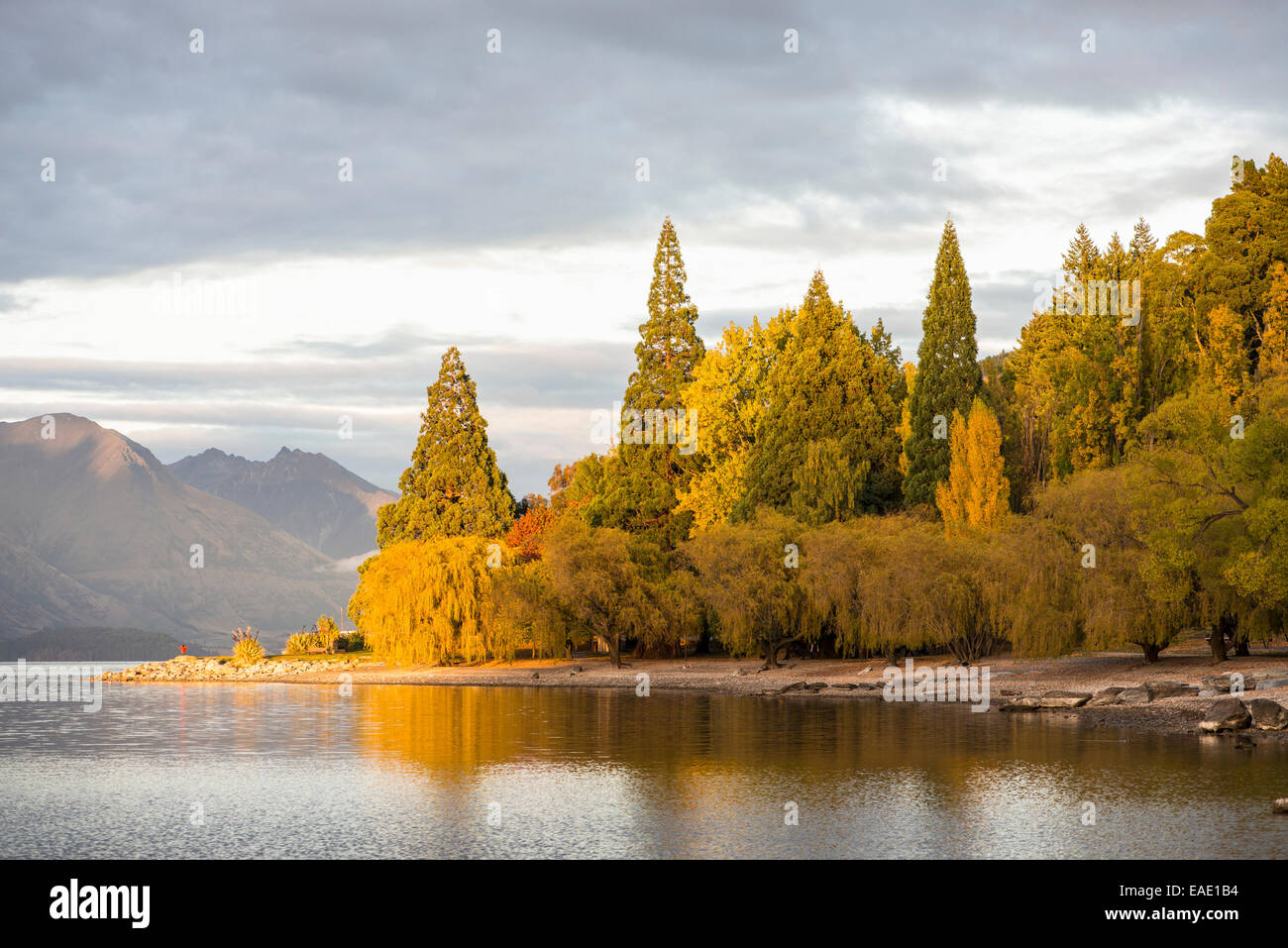 Herbstlaub am Lake Wakatipu, Queenstown, Neuseeland Stockfoto