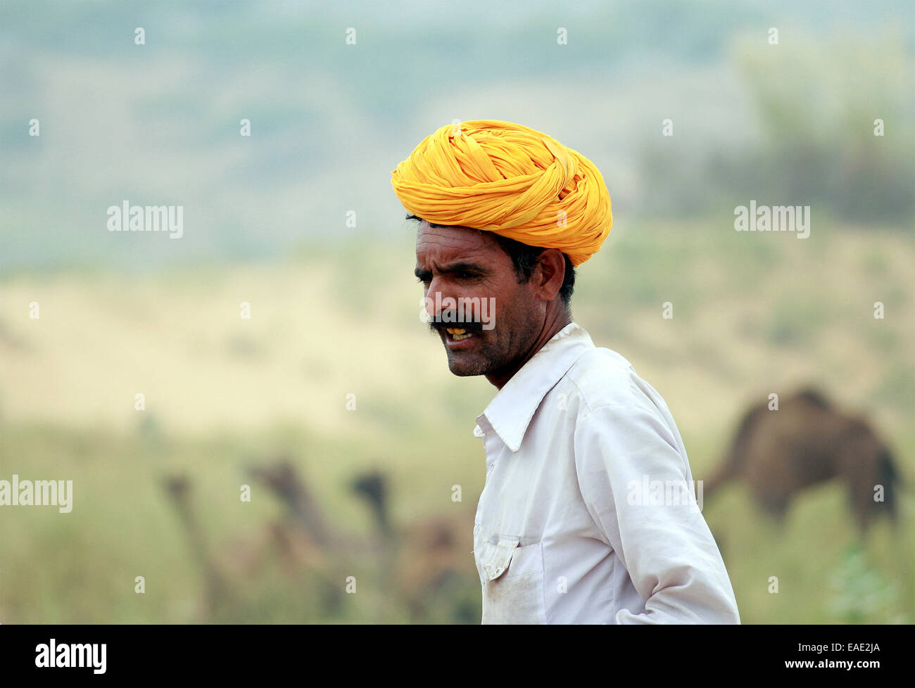 Turban, indische, Männlich, Alter Mann, Dorfbewohner, Schnurrbart, Bart in Pushkar, Rajasthan, Indien. Stockfoto