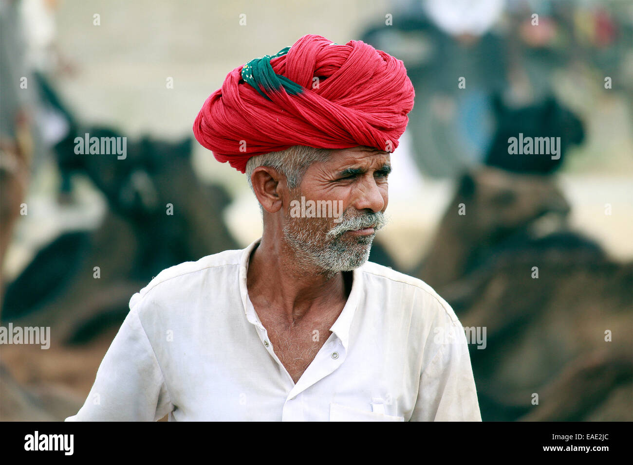 Turban, indische, Männlich, Alter Mann, Dorfbewohner, Schnurrbart, Bart in Pushkar, Rajasthan, Indien. Stockfoto