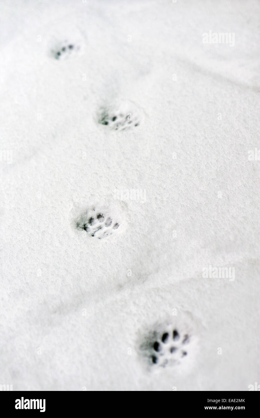 Katze-Spuren im Schnee Stockfotografie - Alamy