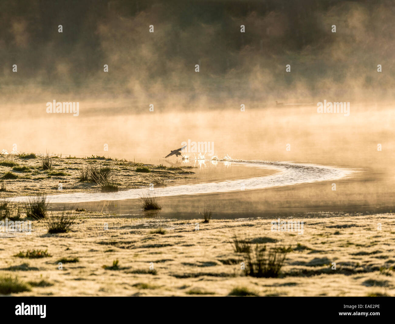 Eine Wildente schneidet einen gekrümmten Pfad auf einem Nebel bedeckt Teich im morgendlichen Sonnenlicht gebadet. Stockfoto