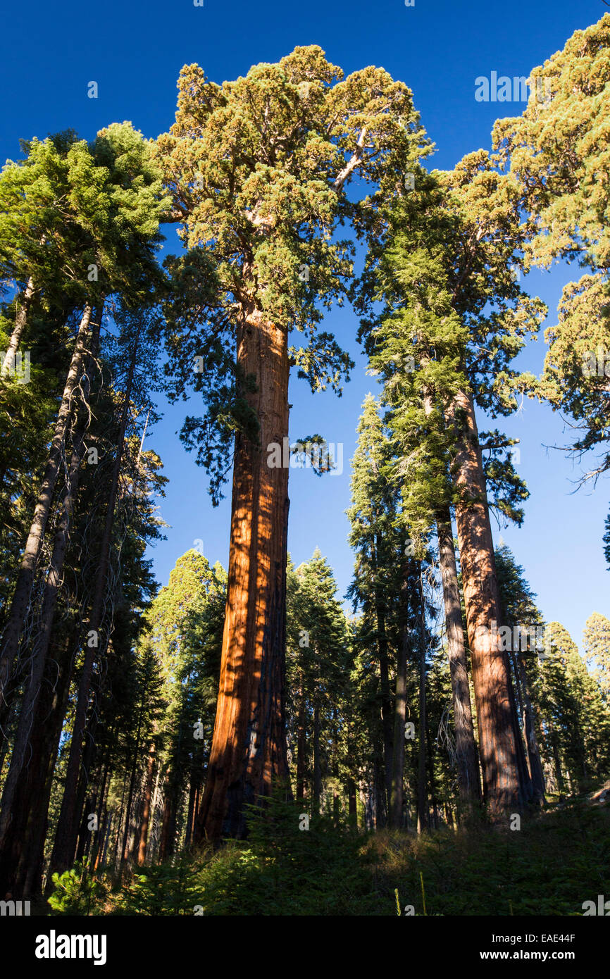 Riesigen Redwood oder Mammutbaum, Sequoiadendron Giganteum, und ein RV im Sequoia Nationalpark, Kalifornien, USA. Stockfoto