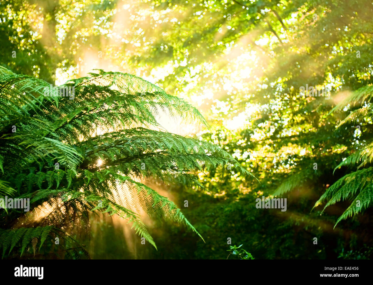 Sonnenlicht Strahlen Gießen durch Farn Blätter in einem Regenwald bei New Zealand Stockfoto