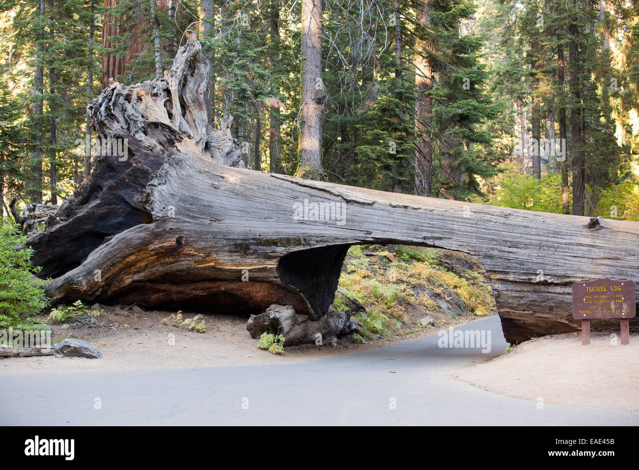 Der Tunnel melden Sie sich einen gefallenen riesigen Redwood oder Mammutbaum, Sequoiadendron Giganteum im Sequoia Nationalpark, Kalifornien, USA. Stockfoto