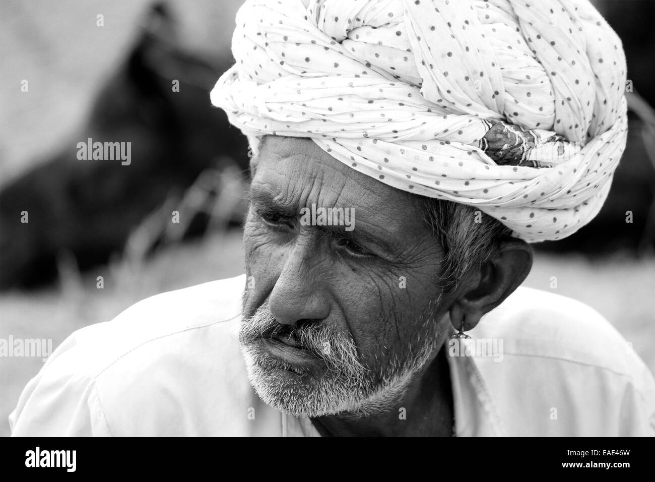 Turban, indische, Männlich, Alter Mann, Dorfbewohner, Schnurrbart, Bart in Pushkar, Rajasthan, Indien. Stockfoto