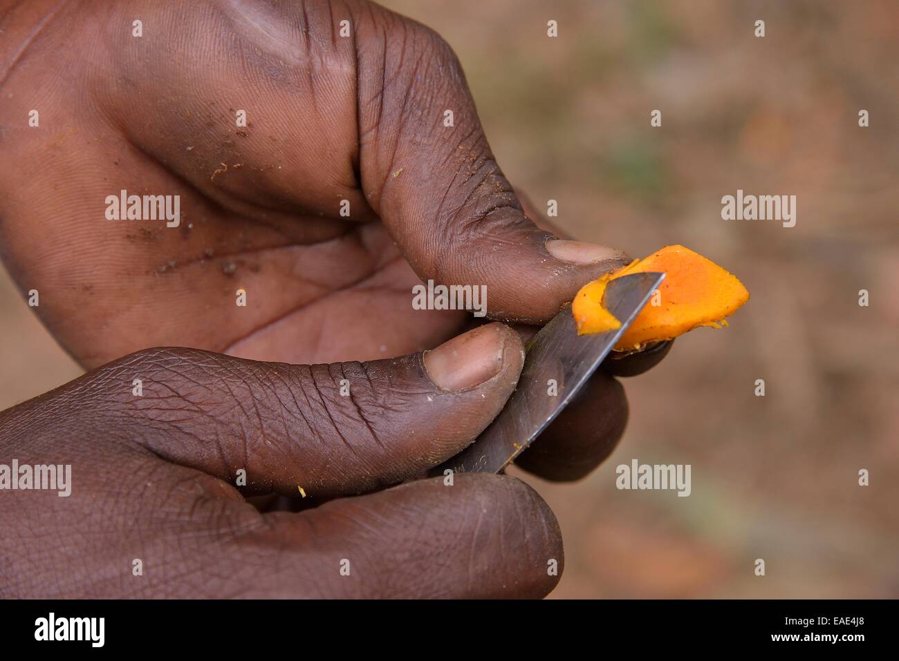 Person vor Ort Einschneiden der Kurkuma-Wurzel, Kizimbani Spice Farm, Kizimbani, Sansibar, Tansania Stockfoto