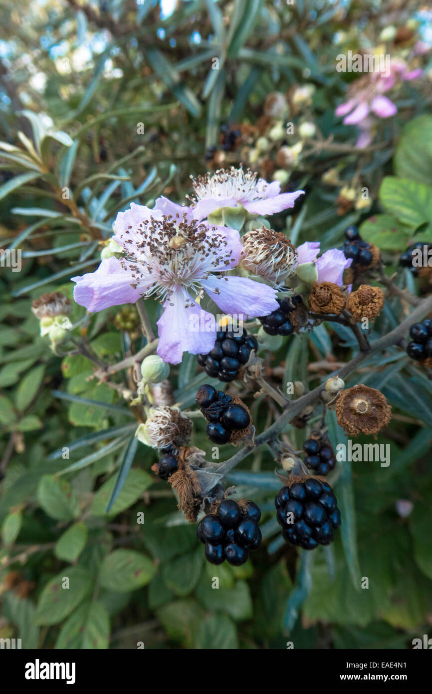 BlackBerry Dornen und Blüten, Rubus sp. Stockfoto