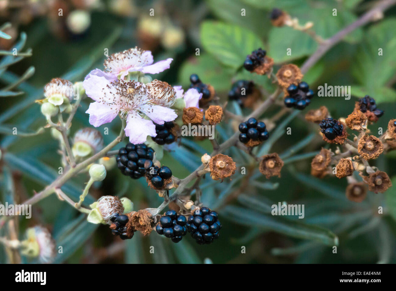 BlackBerry Dornen und Blüten, Rubus sp. Stockfoto