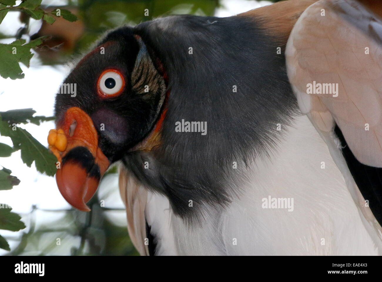 Nahaufnahme des Kopfes der farbenprächtigen American King Geier (Sarcoramphus Papa), gerichtete Kamera Stockfoto