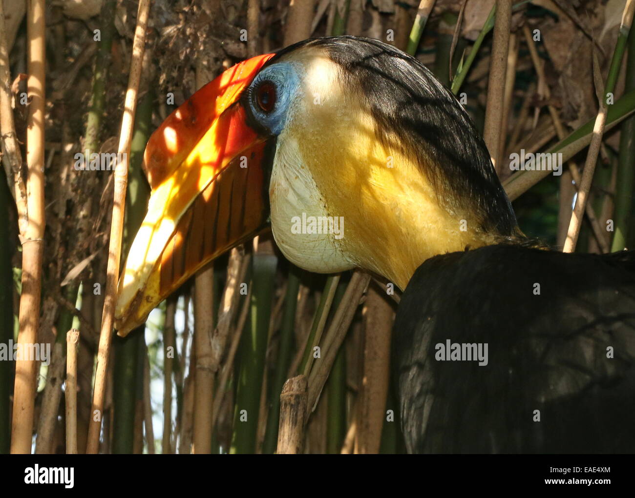 Männliche Sunda faltige Hornbill (Aceros Corrugatus) im Profil, aufgeblasenen Kehlsack sichtbar gesehen Stockfoto