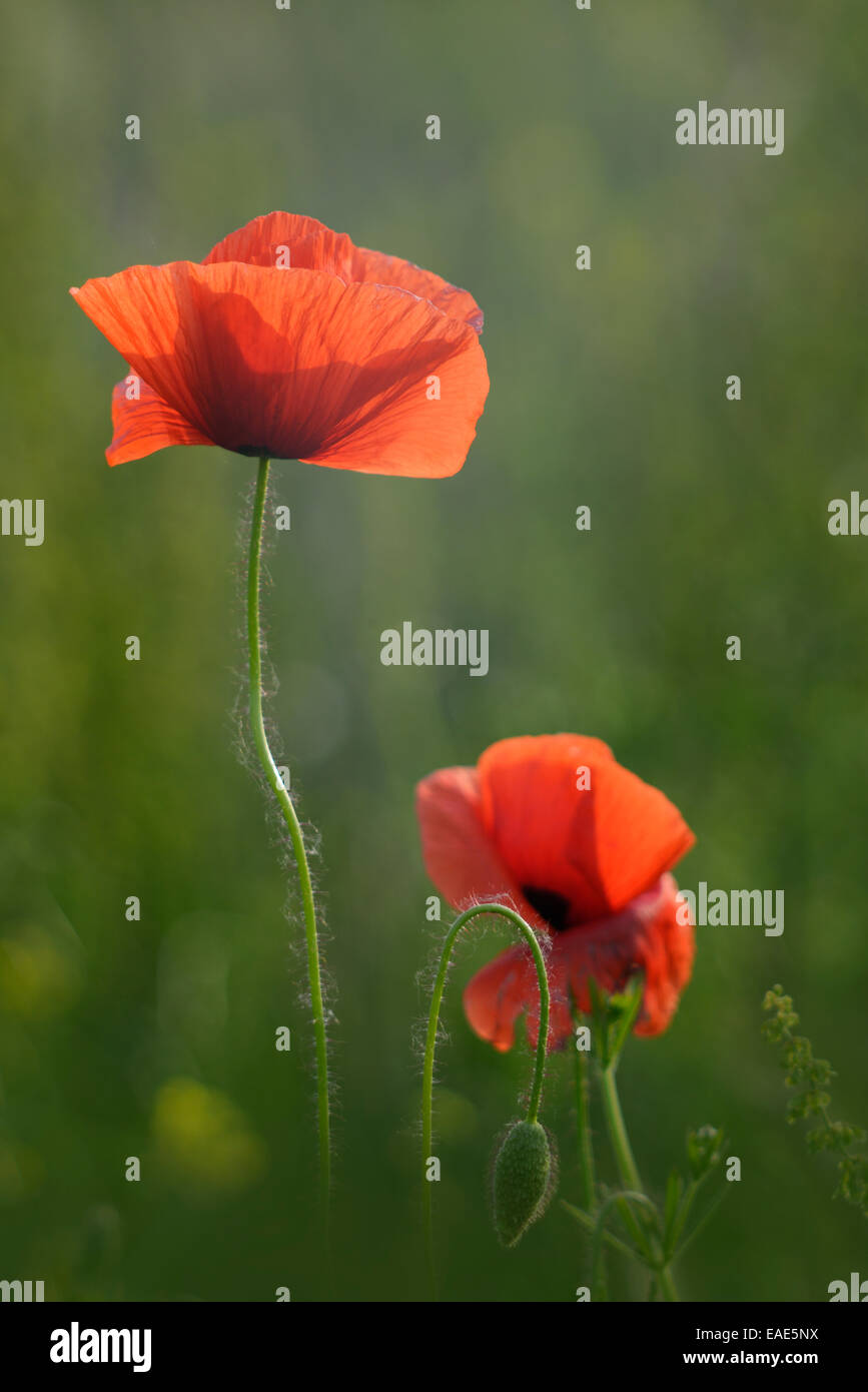 Klatschmohn oder rote Mohn (Papaver Rhoeas) Blüte auf einem Feld, Niedersachsen, Deutschland Stockfoto