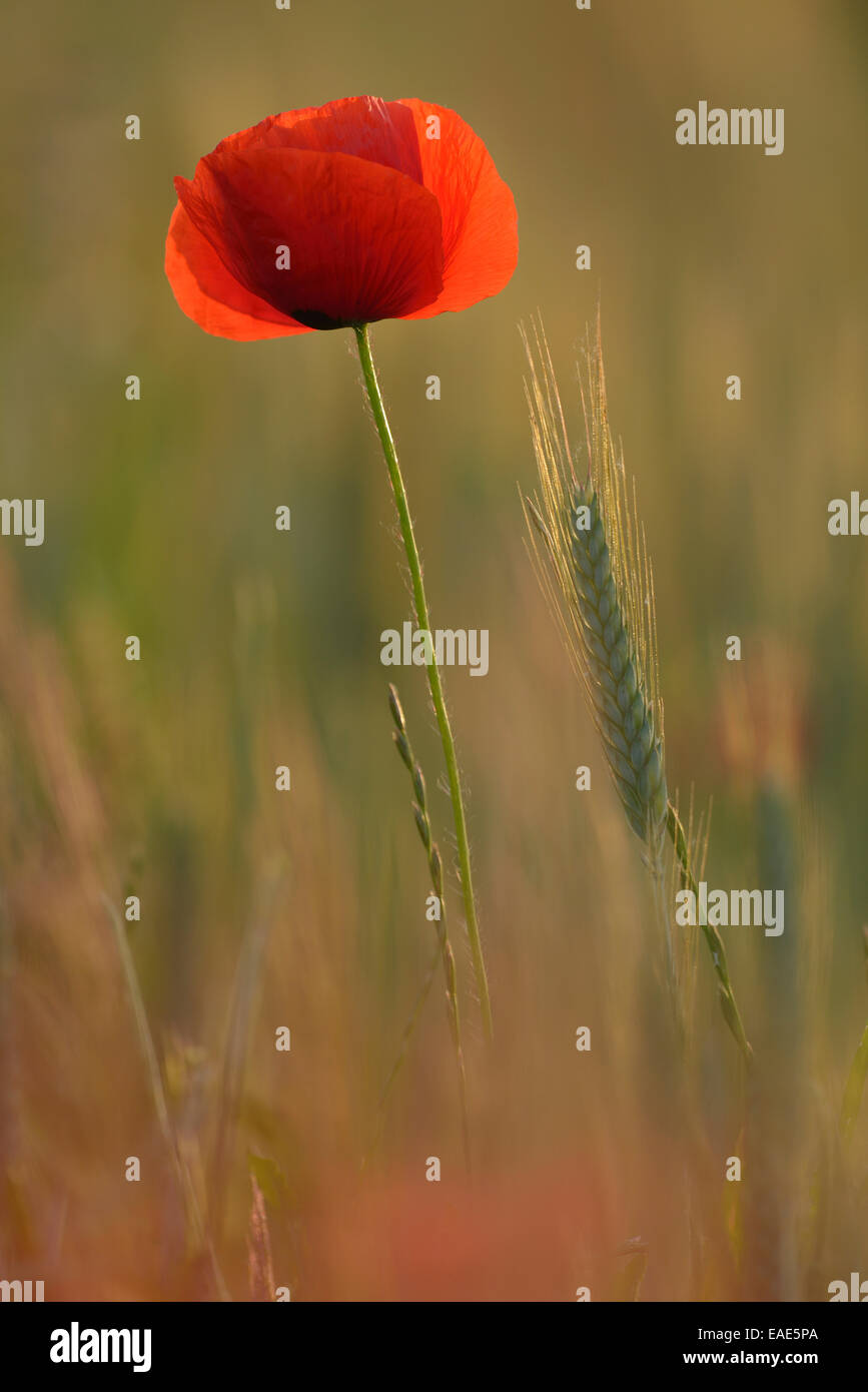 Klatschmohn oder rote Mohn (Papaver Rhoeas) Blüte auf einem Feld, Niedersachsen, Deutschland Stockfoto