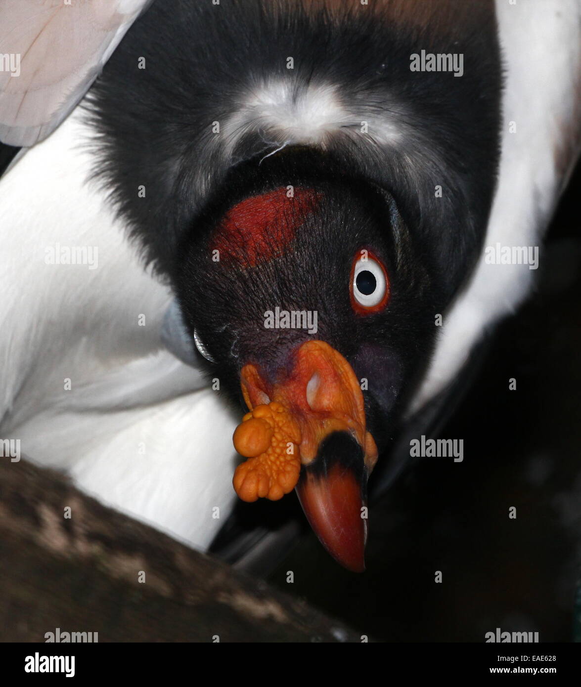 Nahaufnahme des Kopfes der farbenprächtigen American King Geier (Sarcoramphus Papa), gerichtete Kamera Stockfoto