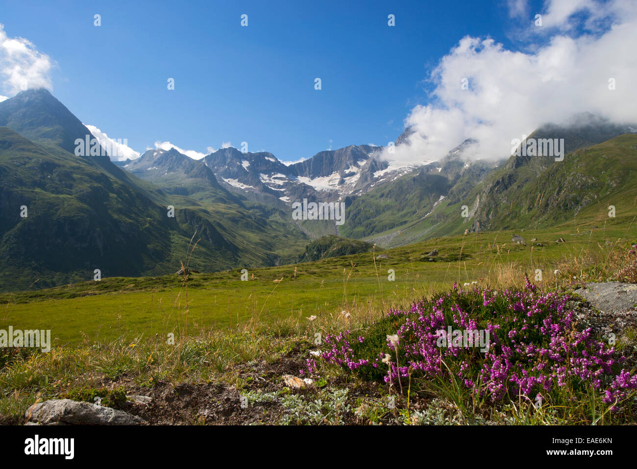 Seewertal Tal, Heidekraut (Calluna Vulgaris) im Vordergrund, Seewertal, Ötztaler Alpen, Südtirol-Provinz Stockfoto