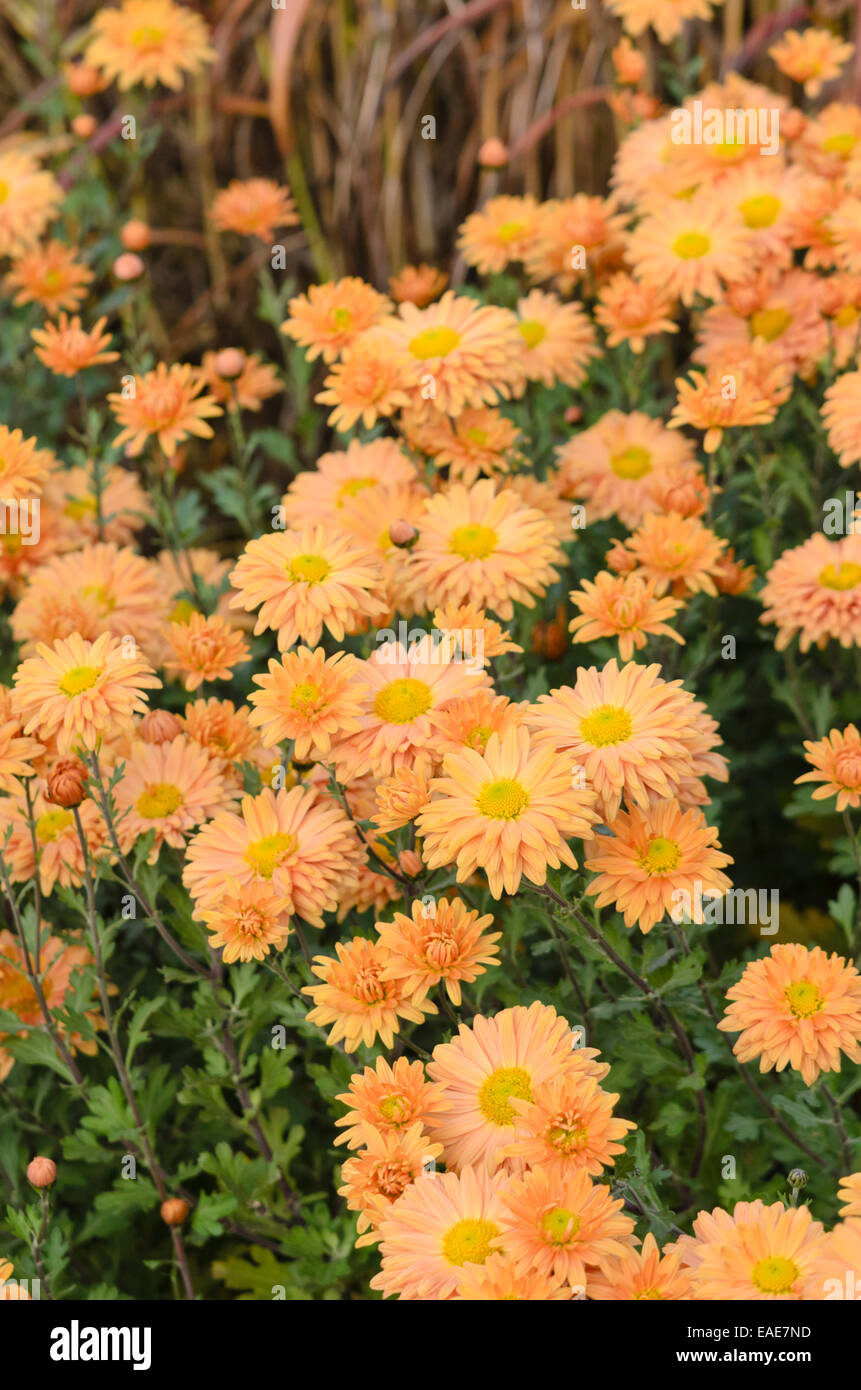 Chrysantheme (chrysanthemum indicum 'kleiner Bernstein') Stockfoto