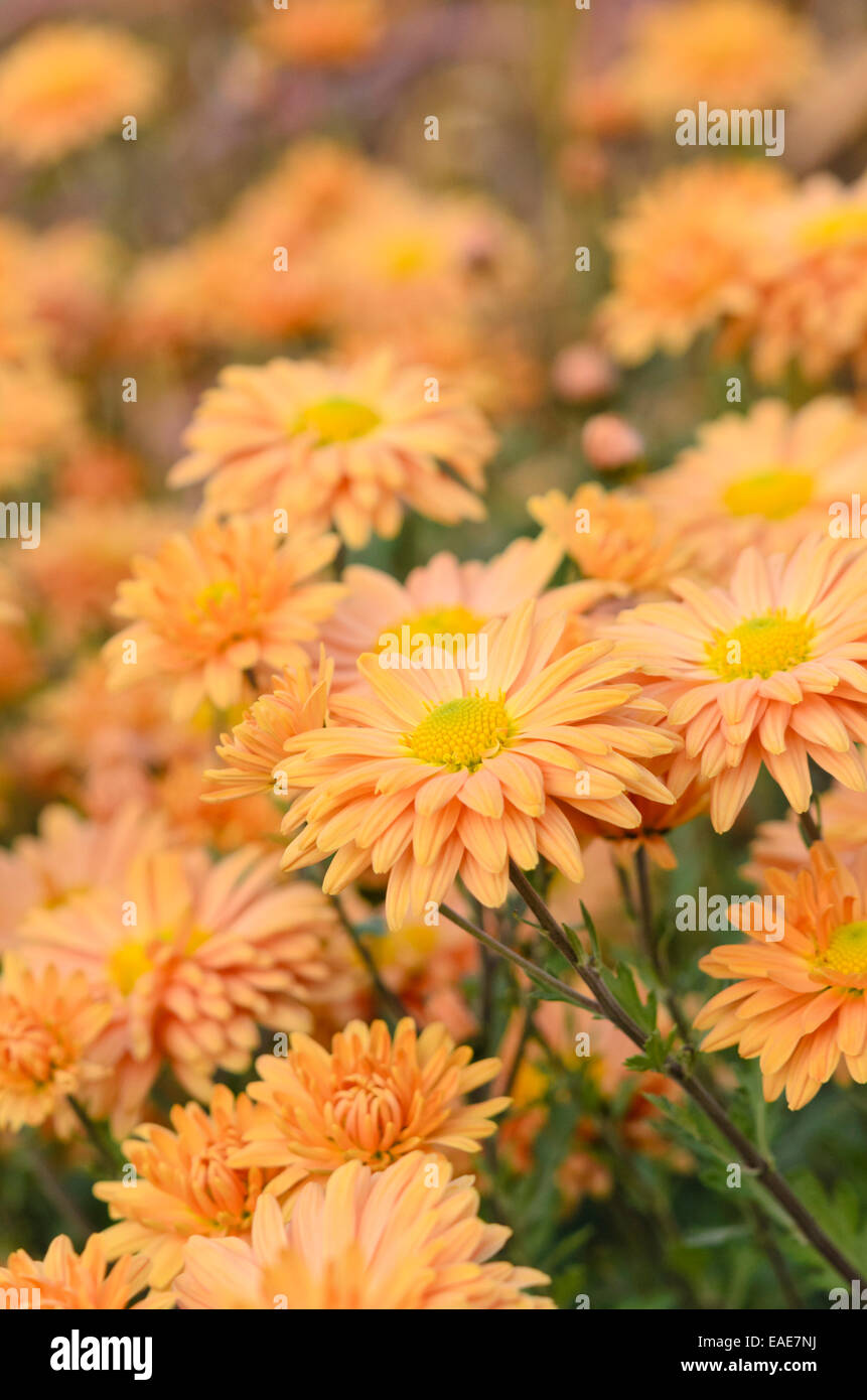 Chrysantheme (chrysanthemum indicum 'kleiner Bernstein') Stockfoto