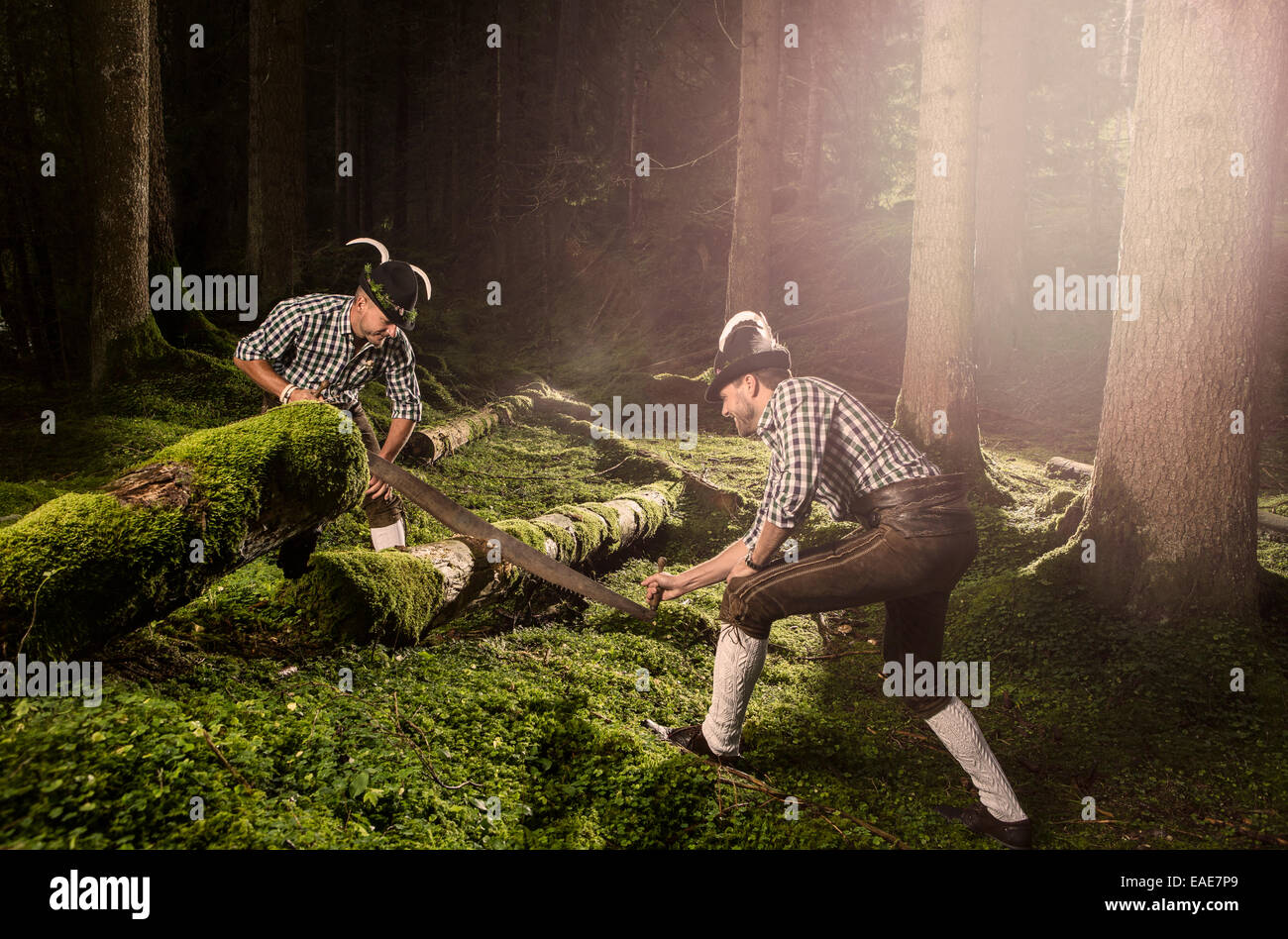 Schneiden einen alten Baumstamm mit einem Zweimann-Einschlag Holzfäller sah, Alpbach, Tirol, Österreich Stockfoto