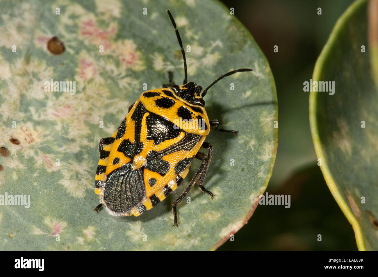 Rot Kohl Bug (Eurydema Ornata), gelbe Farbvariante auf dem Blatt eines Kapern-Strauches, Rhodos, Griechenland Stockfoto