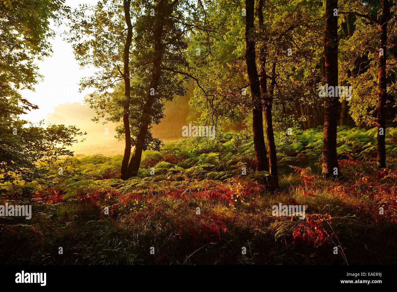 Waldlichtung im frühen Morgenlicht, Montagnac-la-Crempse, Bergerac, Département Dordogne, Aquitaine, Frankreich Stockfoto