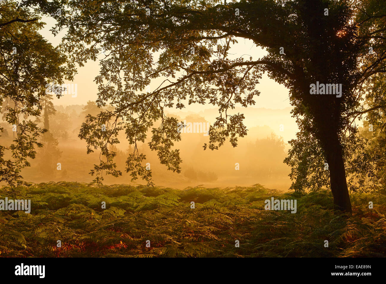 Waldlichtung im frühen Morgenlicht, Montagnac-la-Crempse, Bergerac, Département Dordogne, Aquitaine, Frankreich Stockfoto