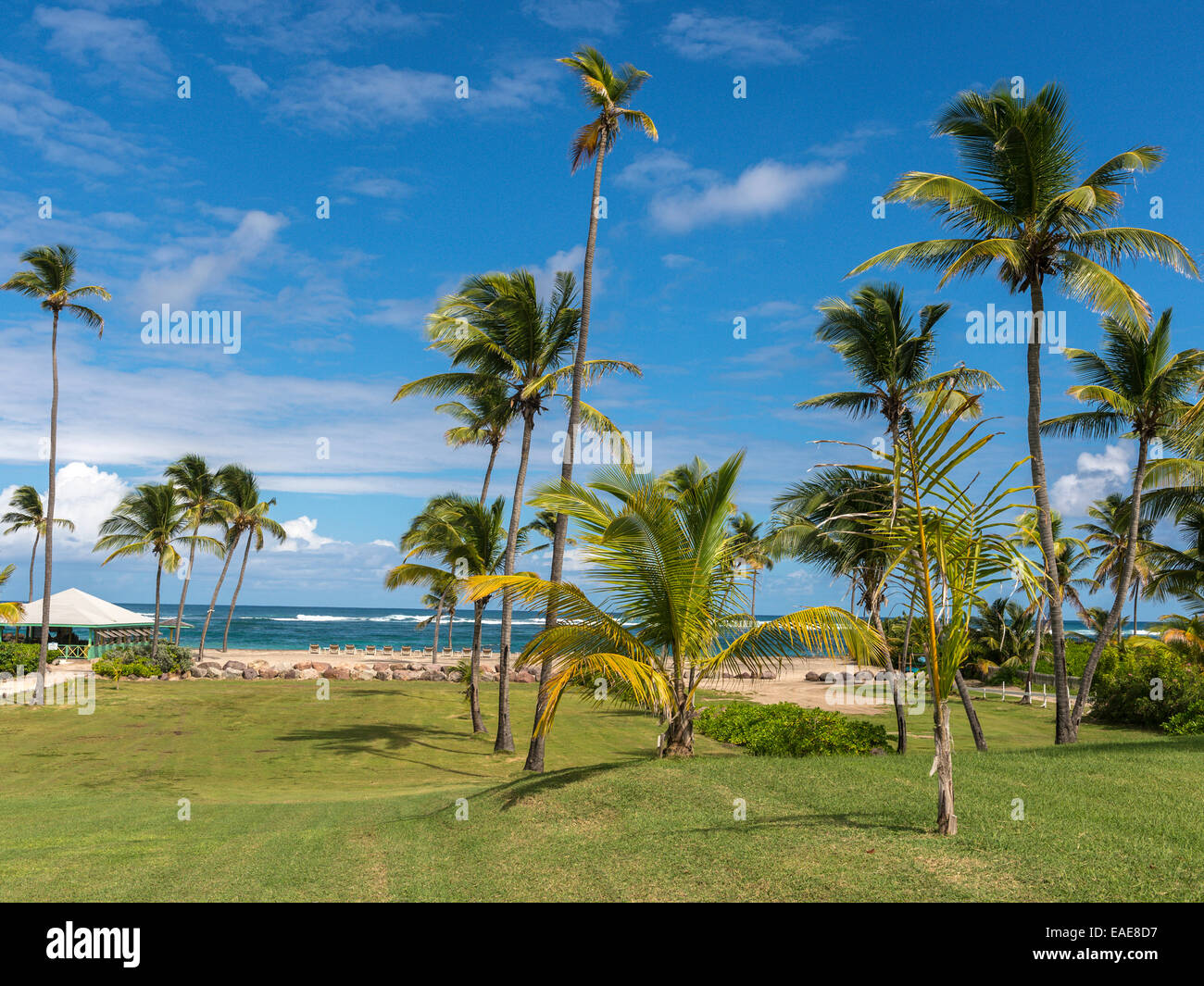 Abbildenden Langstrecken Strand, Nevis Landschaft. Palm Baumgruppen im Vordergrund mit blau, Strand und Karibik Himmelshintergrund. Stockfoto