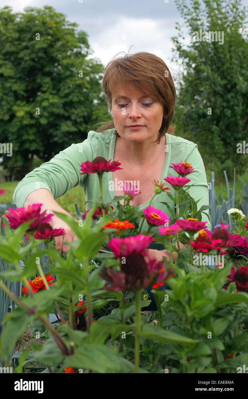 Frau schneiden Blumen in einem Garten, Hessen, Deutschland Stockfoto