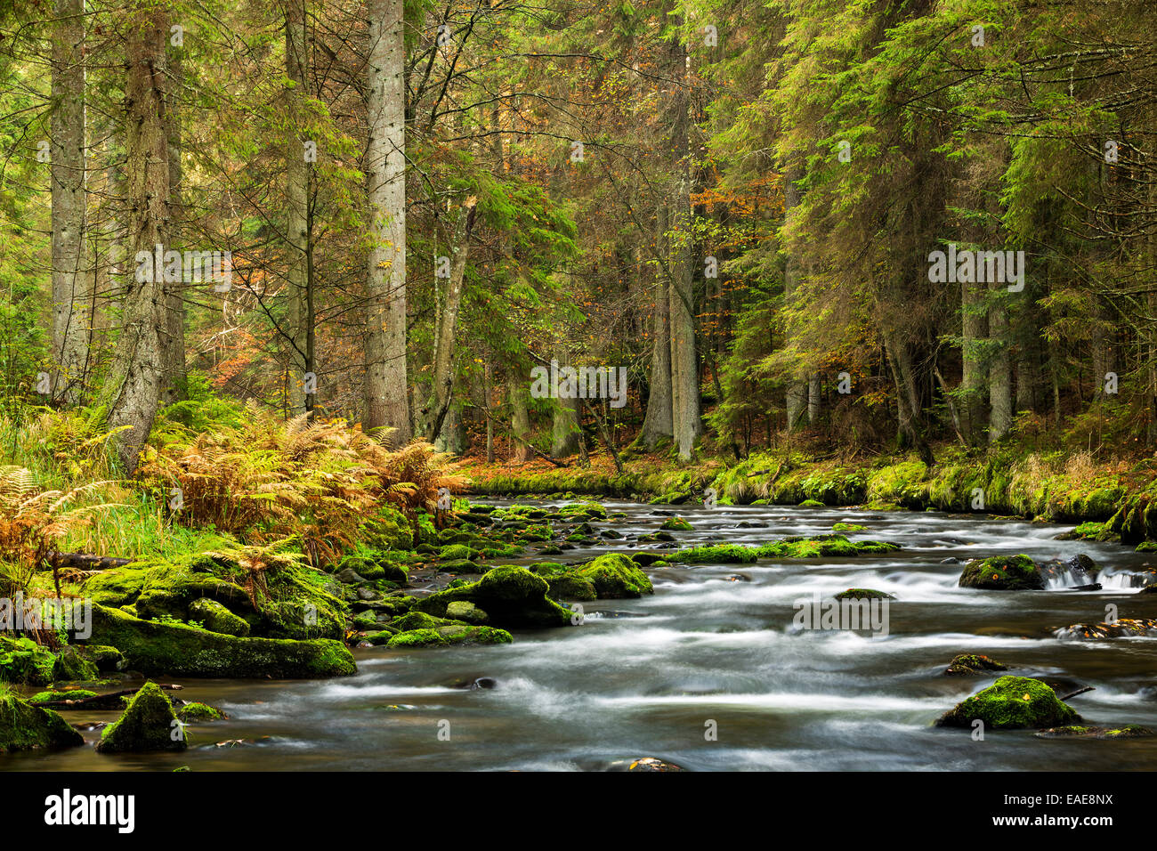 Großer Fluss Regen, Herbst, Nationalpark Bayerischer Wald, Bayern, Deutschland Stockfoto