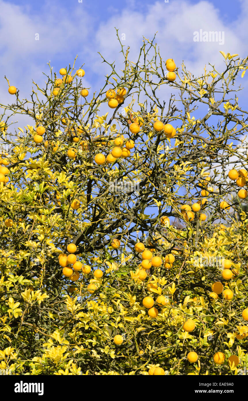 Dreiblaettrige bitterorange Stockfotos und -bilder Kaufen - Alamy