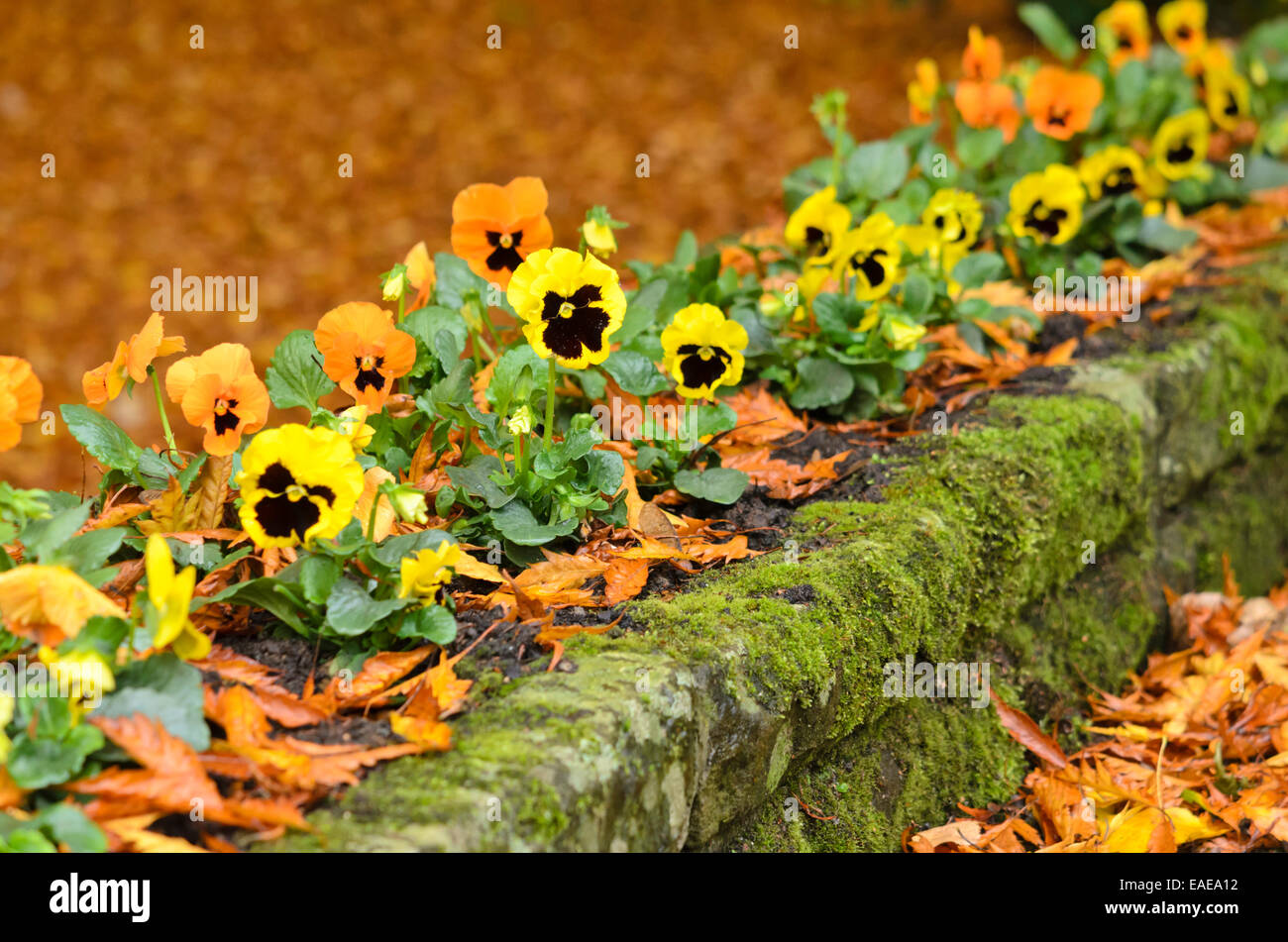 Garten Stiefmütterchen (Viola x wittrockiana) Stockfoto