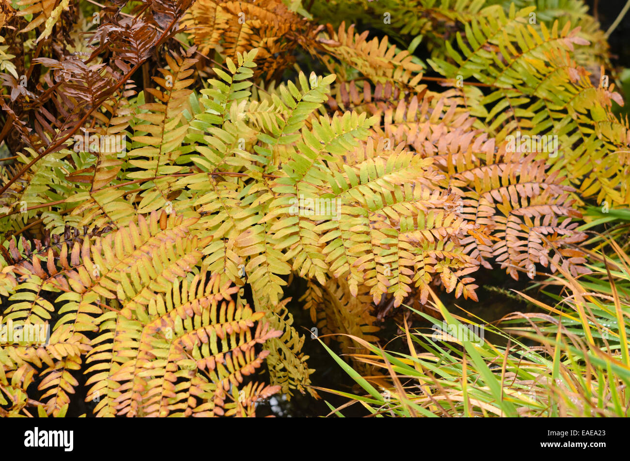 Royal fern (Osmunda regalis) Stockfoto