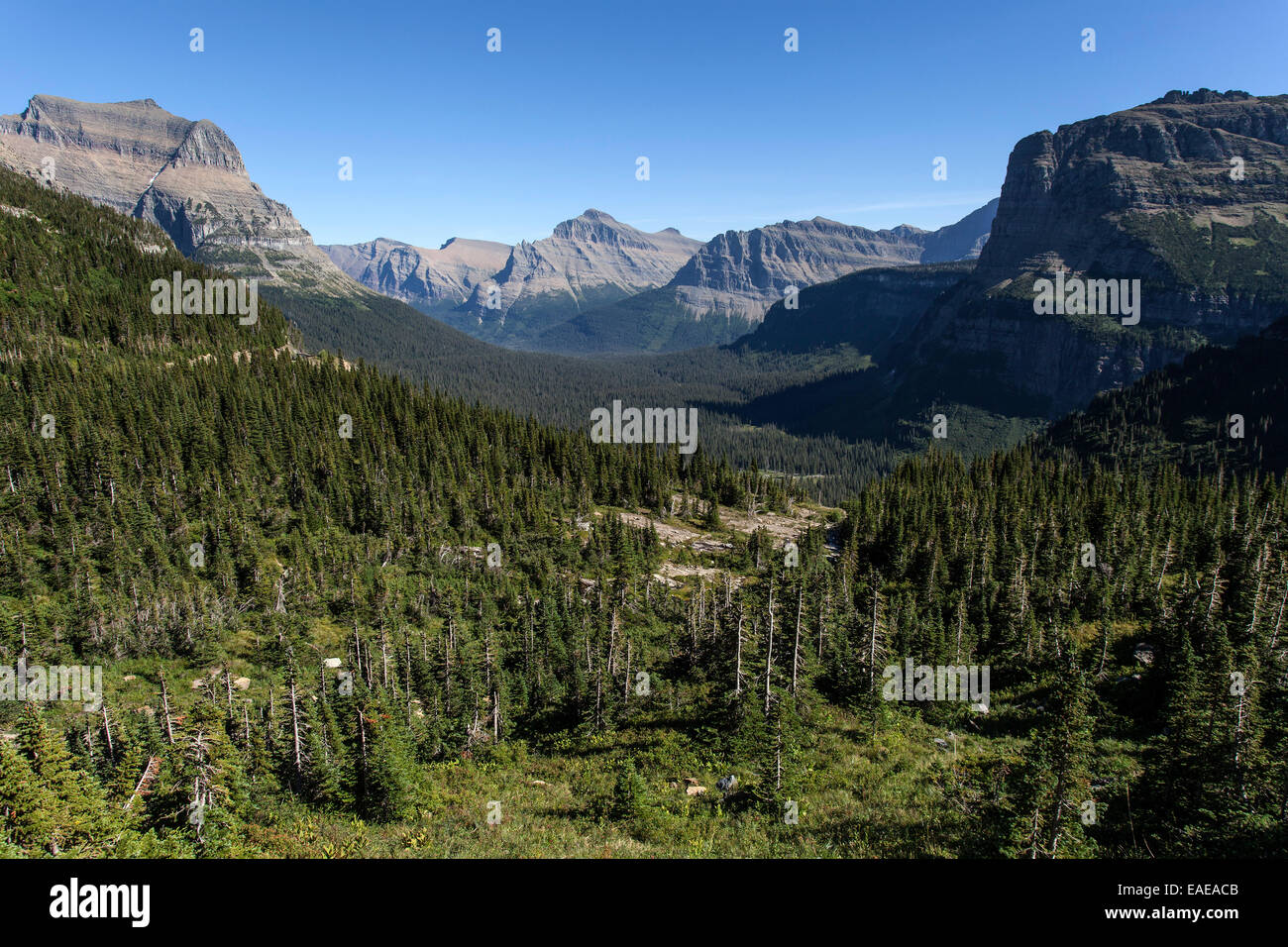 Wald und Berge im Glacier-Nationalpark im US-Bundesstaat Montana Stockfoto