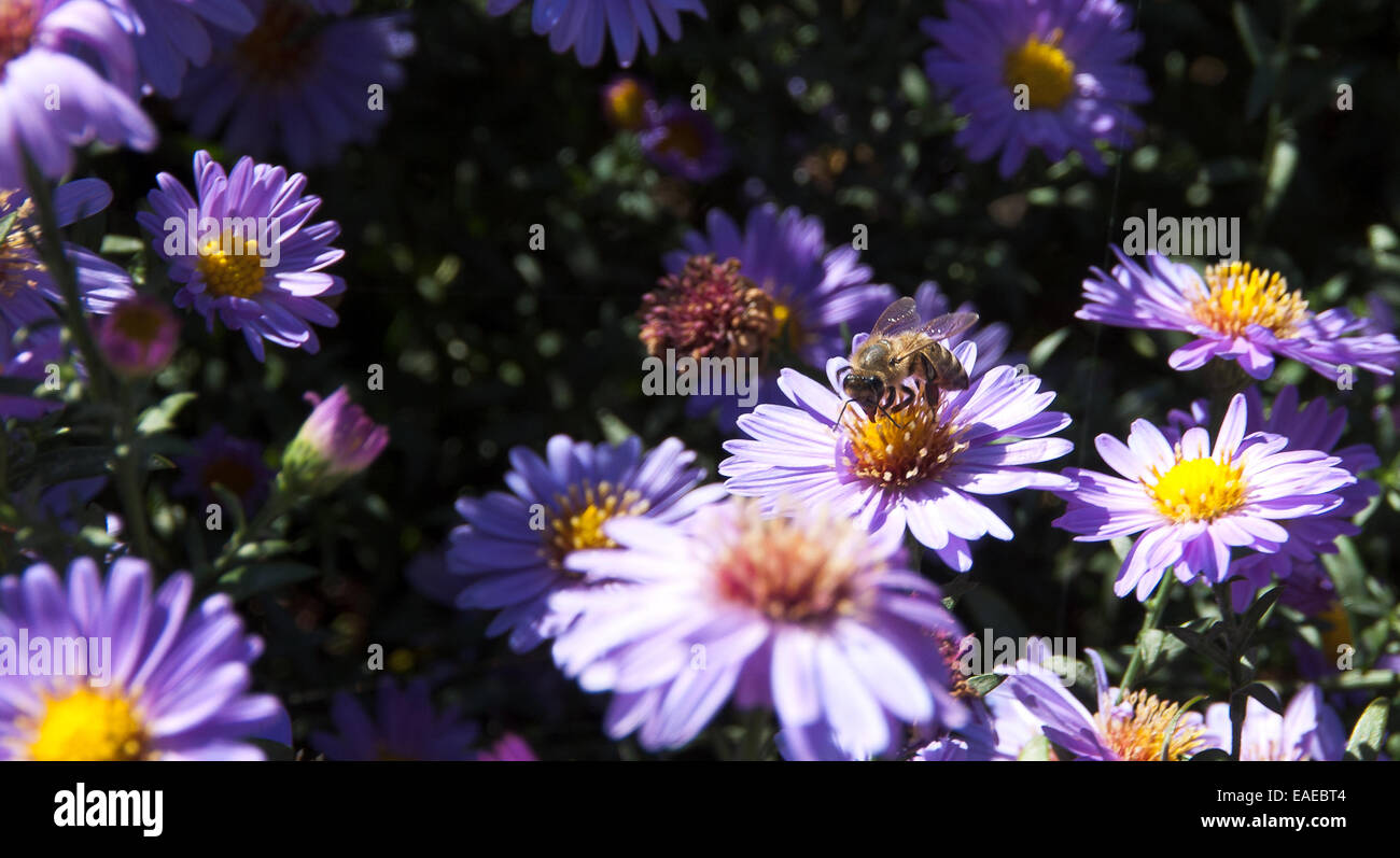 Biene sammelt Honig aus den Blüten der Aster. Fotografiert in einem Garten im Herbst 2014 Jahre. Stockfoto