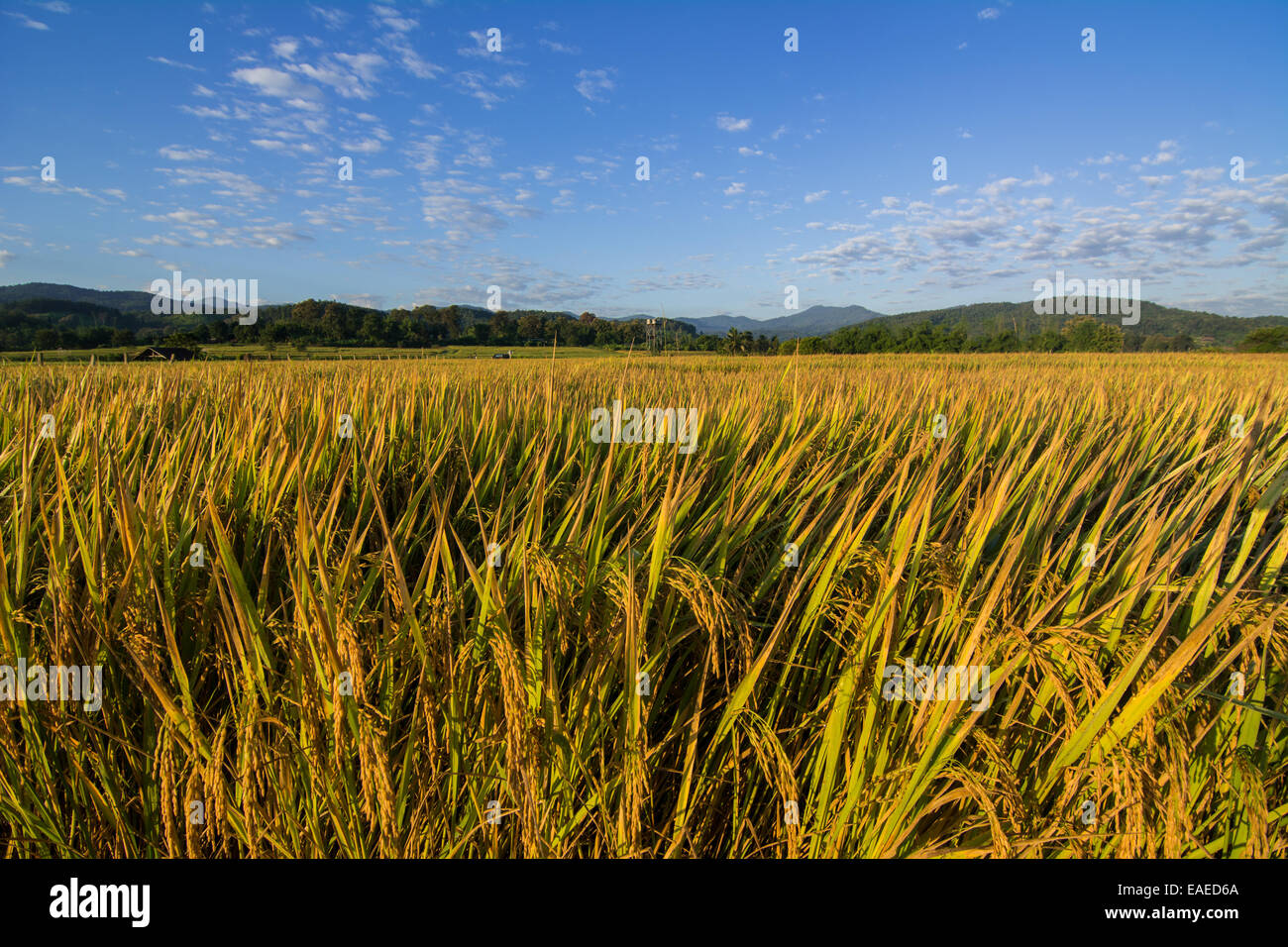 Reisfelder Hintergrund in der Nähe von Hügeln am Morgen blauen Himmel Tag Stockfoto