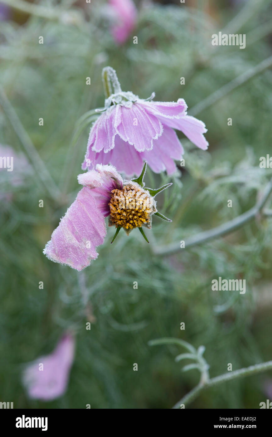 Cosmos Bipinnatus Blume in einem Herbst Frost bedeckt Stockfoto