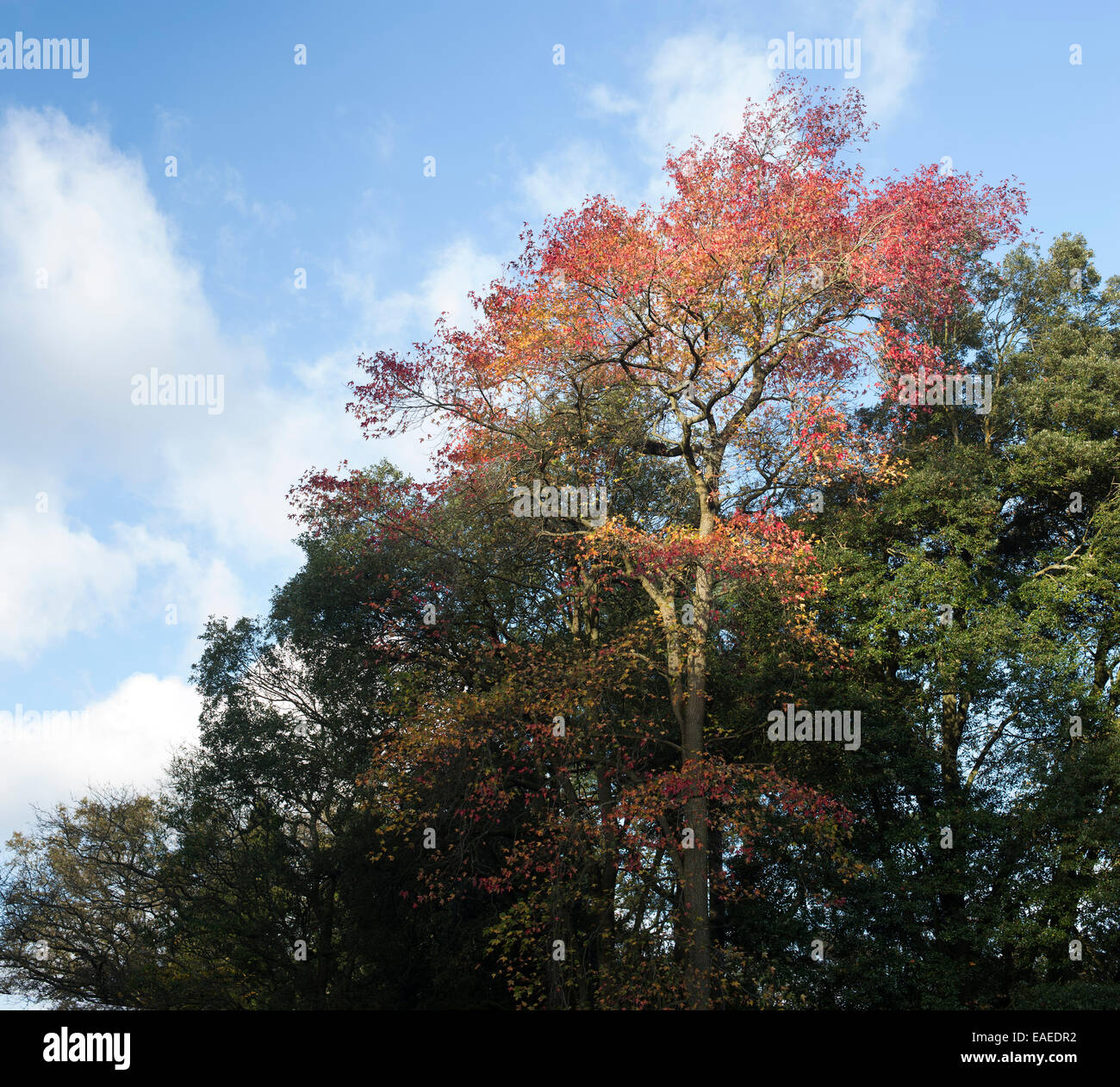 Liquidambar Styraciflua. Amberbaum Baum im Herbst Stockfotografie Alamy