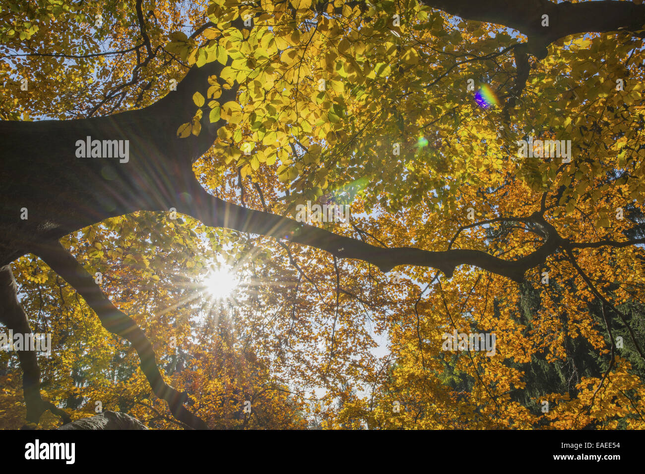 Buche im Herbst, Österreich, Wien, 18. Bezirk, Tuerkenschanzpark Stockfoto