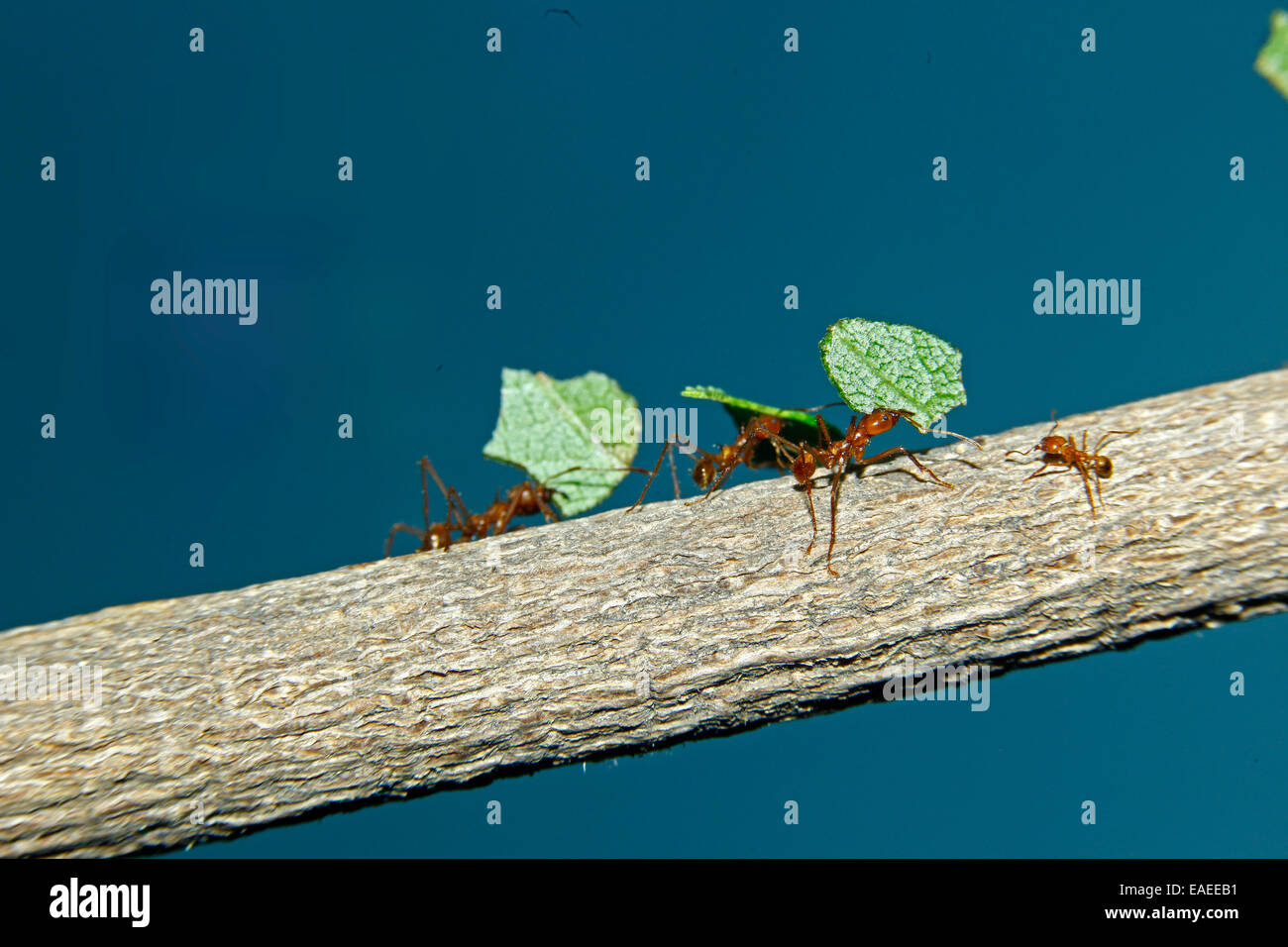 Blattschneiderameisen (Atta Cephalotes Columbica) tragen Teile der Blätter, die sie schneiden Stockfoto