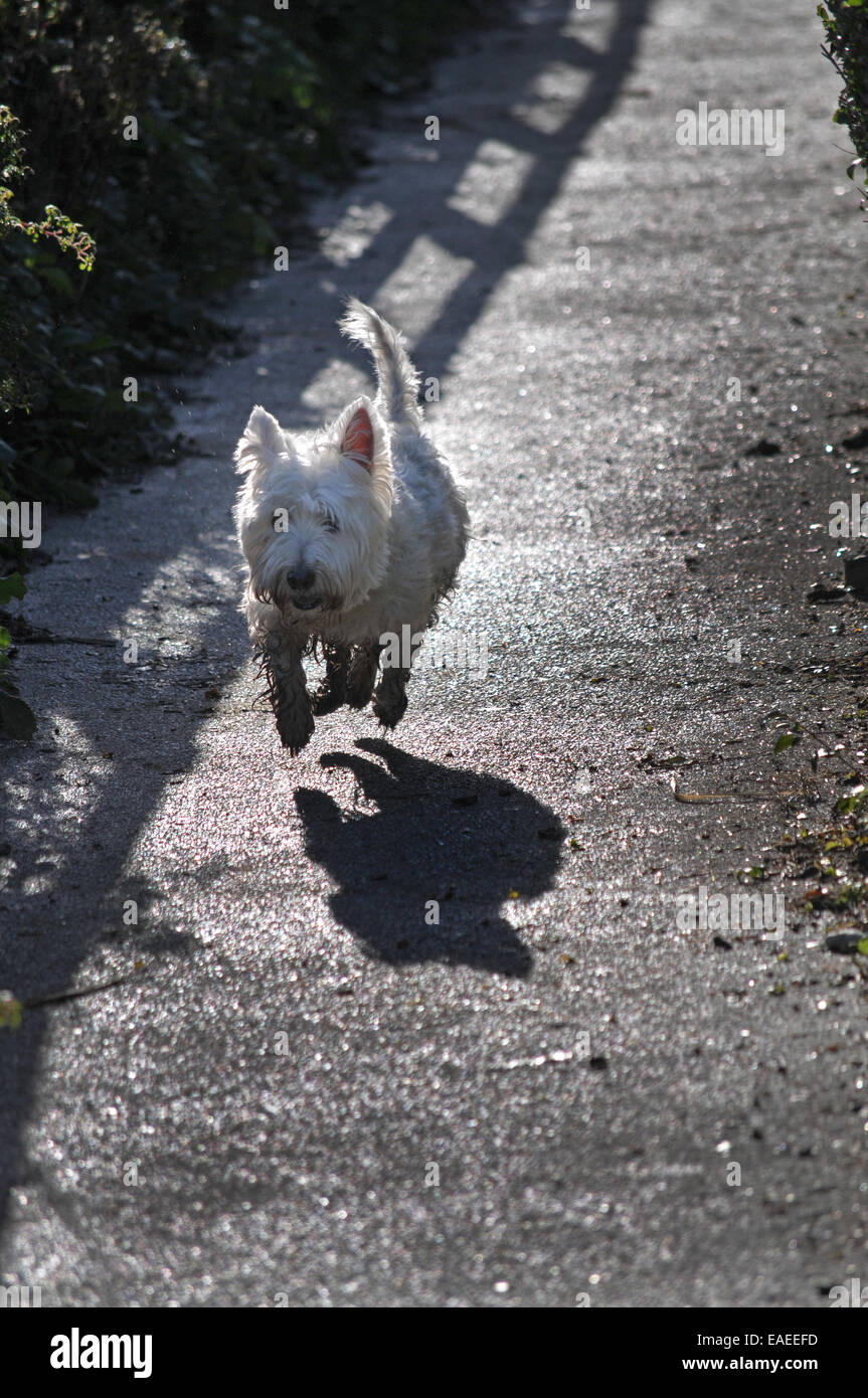 Ein Hund scotty Stockfoto