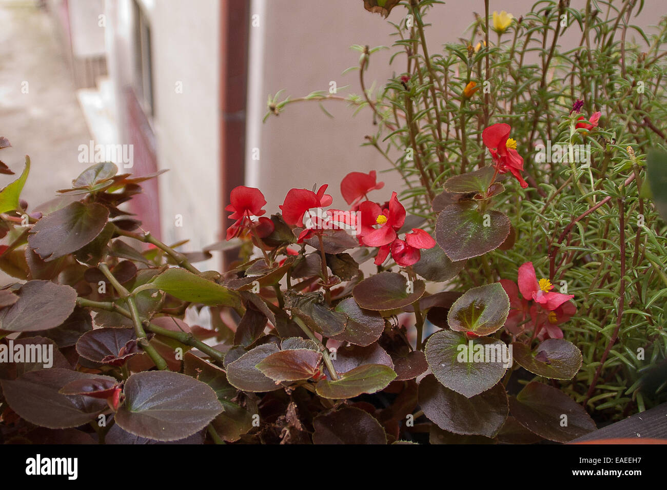 Blumen auf der Terrasse Stockfoto
