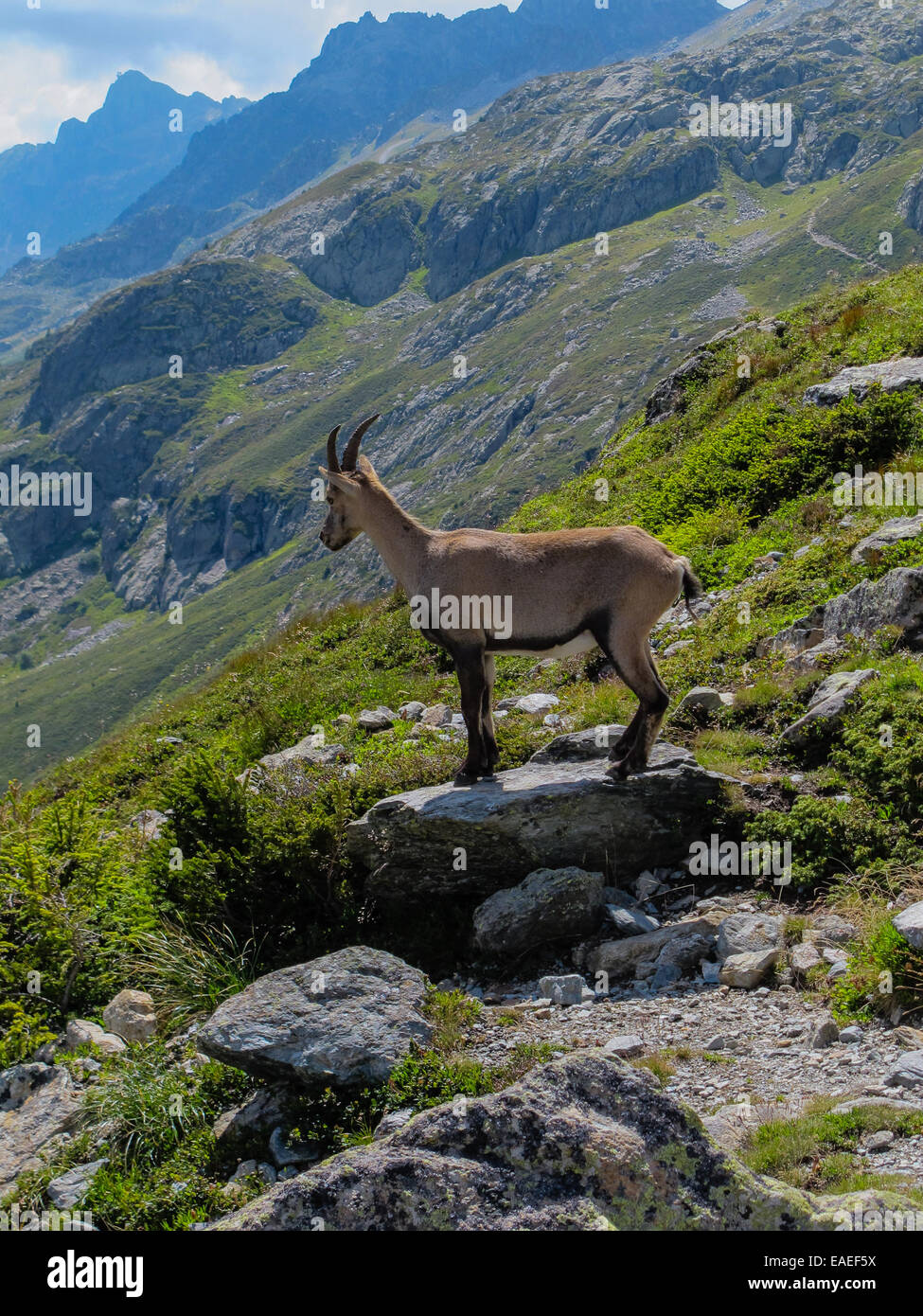 Bouquetin den Blick auf das Tal von Chamonix Stockfoto