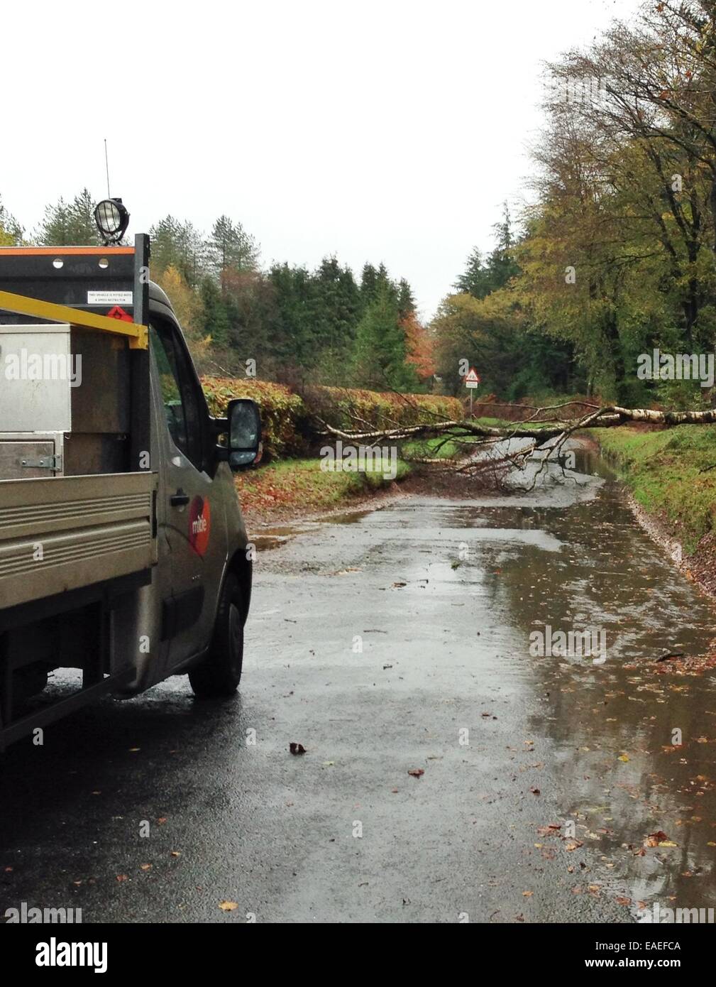 Haldon Wald, Devon, UK. 13. November 2014. UK-Wetter. Starke Winde verursacht einen Baum zu fallen & blockieren eine Straße durch Haldon Wald, Devon. Bildnachweis: Nidpor/Alamy Live-Nachrichten Stockfoto