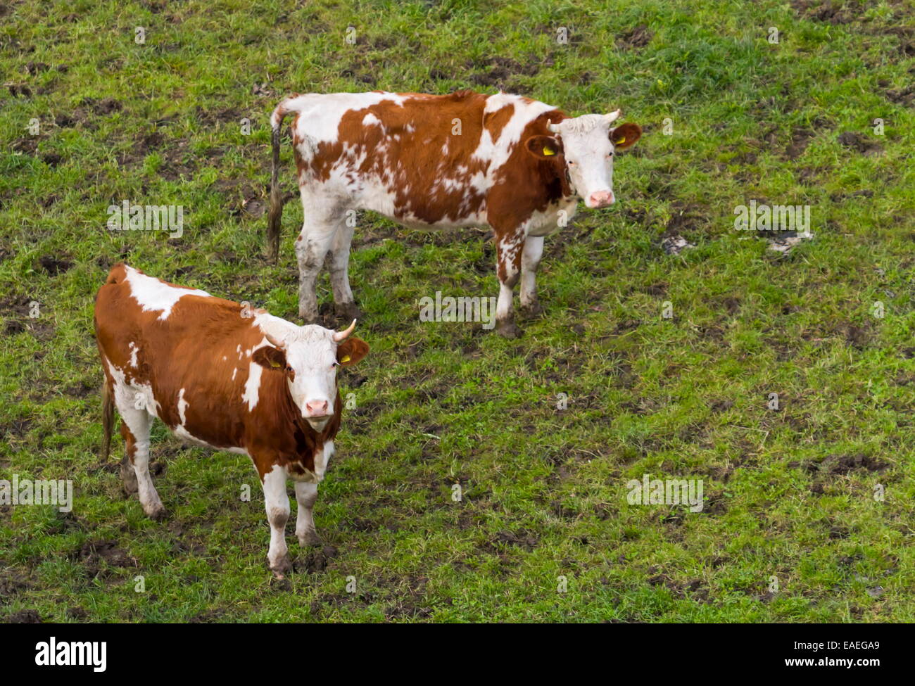 Zwei rote Kühe Holstein blickte zum Himmel auf der Wiese stehend Stockfoto